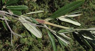 Image result for Buddleja saligna