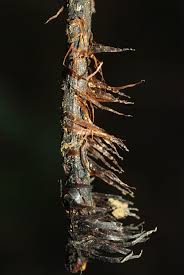 Image result for Diplazium humbertii