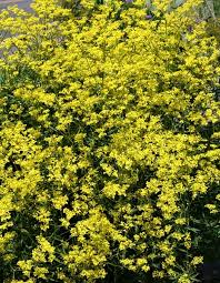 Image result for Schoenefeldia transiens