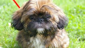 The cheapest offer starts at £10. Shih Tzu Puppies The Ultimate Guide For New Dog Owners The Dog People By Rover Com