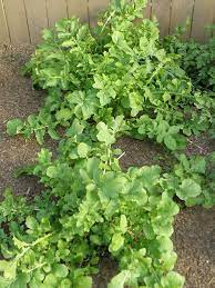 The bloom stalks may grow 24 to 36 inches tall and have little white flowers on top. Growing Arugula Plants Soil Planting Care Tips