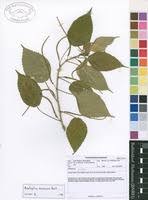 Image result for Acalypha racemosa