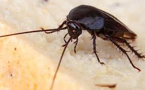 Smokybrown cockroaches are common nuisance pests found in basements. Blog San Antonio Homeowners Guide To Smoky Brown Roach Control