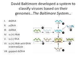 According to baltimore classification, viruses are. Complexities Of Viral Nomenclature No Consistent System For