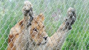 It is part of an integrated system. Petition We Need To Reform The Central Park Zoo Immediately Change Org