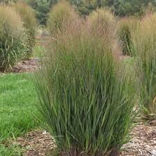 Image result for Panicum novemnerve