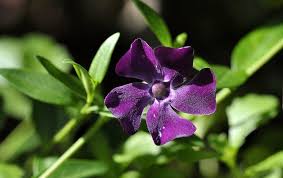 Le piante aromatiche perenni, quindi sempreverdi, sono perfette per decorare il giardino e utilissime in questo articolo parleremo di sei piante aromatiche perenni coltivabili tutto l'anno, sia in giardino. Piante Perenni Aree Del Giardino Varieta E Coltivazione