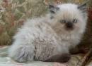 Himalayan Kittens for Sale - Felines4us