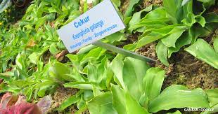 Khasiat daun cekur rugi besar kalau orang perempuan tak amalkan. 1001 Manfaat Daun Cekur Untuk Kesihatan Tubuh Yang Ramai Masih Belum Tahu Impiana