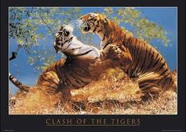 clash of the tigers tiger photography pet tiger cat species