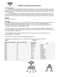 Simulating Protein Synthesis