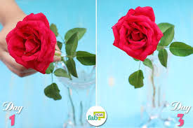 We did not find results for: Easy Tricks To Keep Flowers Fresh For Longer 9 Pro Ideas Fab How