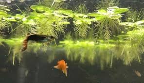 We strive to provide a streamlined and enjoyable shopping experience. 10 Best Floating Aquarium Plants Perfect For Fry Shrimp And Betta Aquarialy