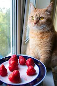 Provided that they eat the right type and amount, that is. Can Cats Eat Strawberries Best Sweet Treat