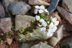 Image result for Oreophyton falcatum