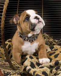 All our puppies come with a one year guarantee. Pin By Loreto De Los Angeles Andia On Critters Bulldog Puppies Bulldog English Bulldog Puppies