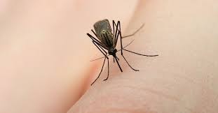 Mosquito, any of approximately 3,500 species of familiar insects in the family culicidae of the order diptera that are important in public health because of the bloodsucking habits of the females. The Bizarre And Ecologically Important Hidden Lives Of Mosquitoes How It Works Earth Touch News