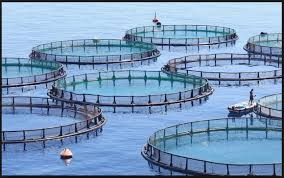 Ikan kakap putih (lates calcarifer) merupakan salah satu komoditas budidaya laut unggulan di indonesia, karena memiliki pertumbuhan yang relatif cepat. Karakteristik Dan Keunikan Ikan Kakap Putih Barramundi Yang Perlu Angler Ketahui Aliems Journey
