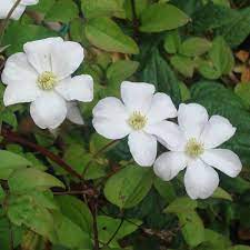 Our best repeat white blooming clematis. Waldrebe Huldine Clematis Huldine