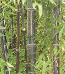 Make sure to cut just above the first or second node above the ground. Designer Garden Stakes Plant Stakes Phyllostachys Nigra Bamboo Jewelry Black Bamboo Floral Arrangement Accent Fresh Cut Diy Curing Home Hobby Craft Supplies Tools Tripod Ee