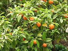 Spray orange flower eau de parfum for women. Bitter Orange Wikipedia