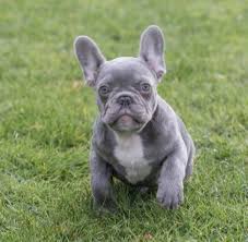 Our puppies will come with one year… Unique Fluffy X Isabella French Bulldogs Cardiff Cardiff Pets4homes
