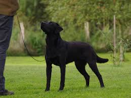 Formel 1 labrador er vores helt store passion hos kennel nordfjord. Formel 1 Labrador Hvad Er Det