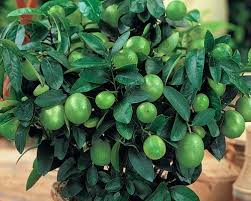 Maybe you would like to learn more about one of these? Pin On Gardening
