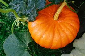 If you want larger pumpkins, you are going to want to add. Pumpkins In Texas Grow Like A Pro In The Lonestar State