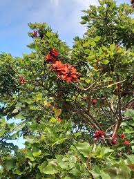 Image result for Erythrina falcata
