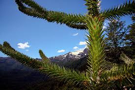 Pehuén, araucaria, pino araucana, pino chileno, piñonero. Chilenische Araukarie Foto Bild South America Chile Chiloe Bilder Auf Fotocommunity