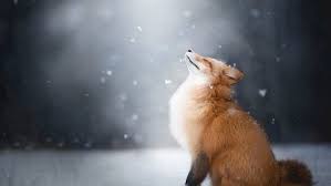 Pin De Alejandro Lombana En Fondos Fotos De Zorros Zorro Rojo Animales