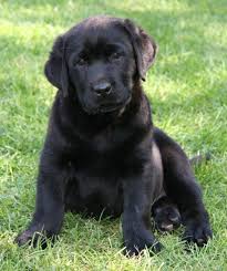 Black And White Labrador Mix Puppies Golden Retriever Black Lab Mix Puppy Photos Lab Mix Puppies Puppies Golden Retriever Black Lab Mix