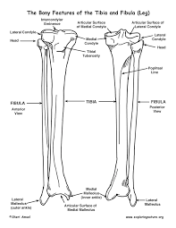 Typically, you'll feel pain along a third or more of the bone. Tibia And Fibula Lower Leg Bony Features