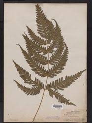 Image result for Pteris linearis