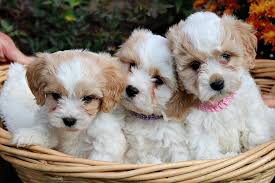 This lovable lap dog makes an incredible companion and tends to form an extremely. Cavachons Puppy Love