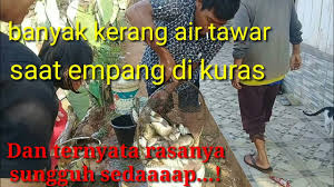 Ikan ini masih satu kerabat dengang ikan lele (bangsa siluriformes) yang menjadikan ikan ini sekerabat dengan ikan lele adalah adanya sungut dan pati di mulutnya. Berburu Kijing Tiram Air Tawar Freshwater Oysters Langsung Di Masak Youtube