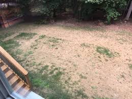 Scotts® turf builder® grass seed southern gold® mix for tall fescue lawns is bred in the south for the south!® this grass seed mix is a special blend that thrives in harsh summer conditions of sun, shade, heat & drought, and high traffic. Scotts Turf Builder Southern Gold Mix Grass Seed Walmart Com Walmart Com