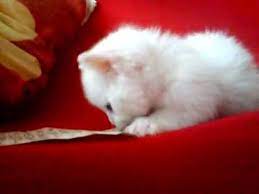 Collection by margaret • last updated 7 days ago. Very Cute White Small Cat Youtube