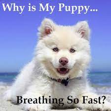 They may lay down and attempt to catch their breath. Why Is My Puppy Breathing So Fast Pethelpful