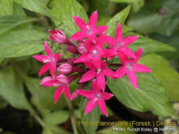 Image result for Pentas longiflora