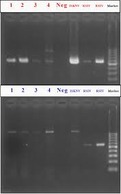 Conference 12 2012 Case 02 20130123 These viruses predominantly cause disease in a variety of freshwater fish (particularly cichlids. conference 12 2012 case 02 20130123