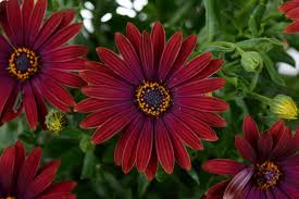 Image result for Osteospermum muricatum