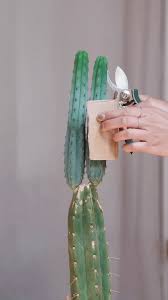 Image result for cactus cuttings