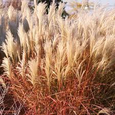 Image result for Oxyanthus troupinii