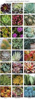 Shop thousands of succulent you'll love at wayfair Identifying Types Of Succulents With Pictures The Succulent Eclectic