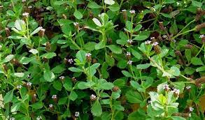 猛龙过江 过江藤 herbalism health food fruit