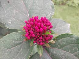 Image result for Clerodendrum poggei