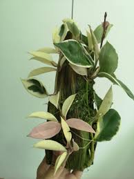 The first 1000 people who click the link will get 2 free months of skillshare premium: Hoya Tri Color From Japan Carnosa Krimson Queen Furniture Home Living Gardening Plants Seeds On Carousell