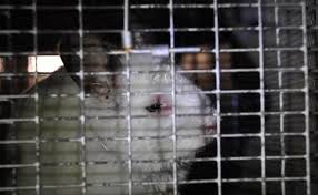 Give a healthy chinchilla a home. Exposing Companies That Sell Animals To Laboratories Peta